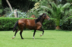 Peruvian,Horse,"caballo,De,Paso",Galloping,On,Grass