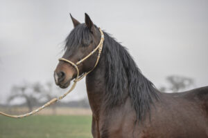 The,Peruvian,Paso,Or,Peruvian,Horse,Is,A,Breed,Of