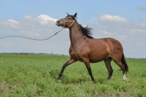 The,Peruvian,Paso,Or,Peruvian,Horse,Is,A,Breed,Of