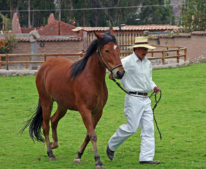 Peruvian,Paso,Horse,Demonstration