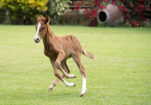 Pure,Bred,Peruvian,Paso,Foal.,Running,In,Freedom