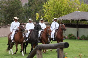 Peruvian,Paso,Horse,Demonstration